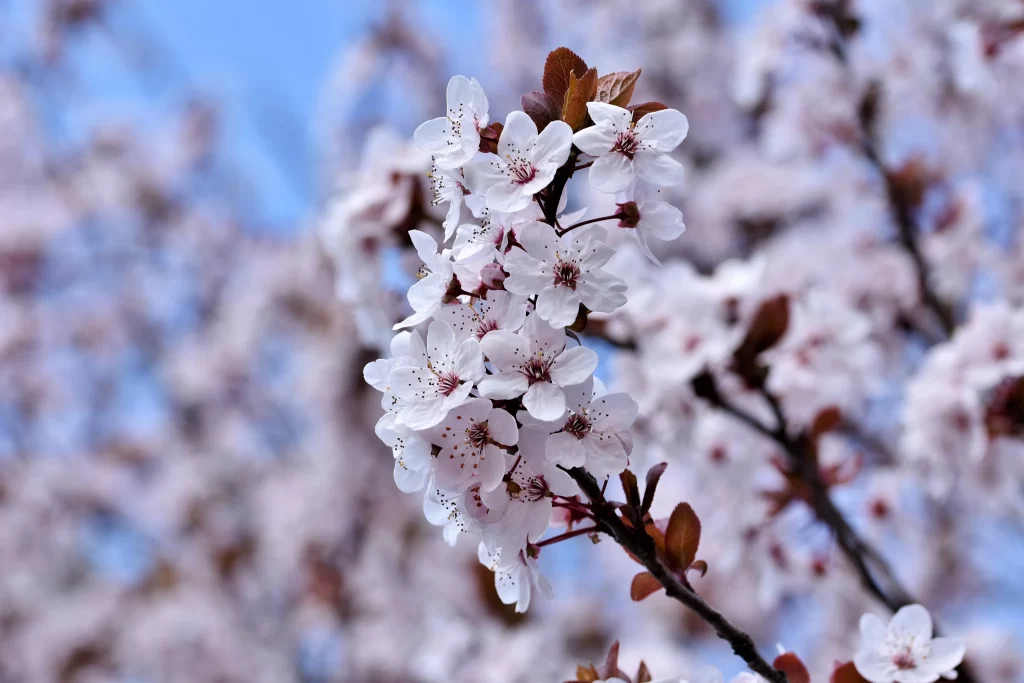 Cherry Blossom White Pink Petal Spring gray Branch