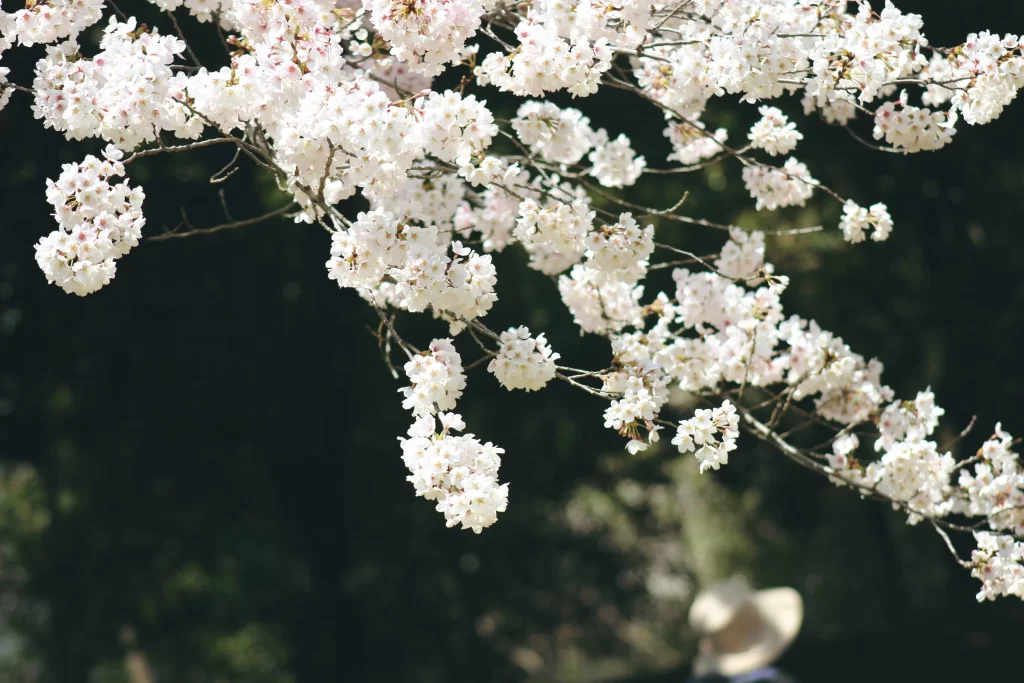 Cherry Blossom White Pink Petals Branch gray Spring