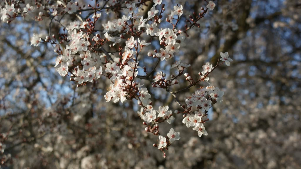 Cherry Blossom White Pink Petal Spring gray Branch