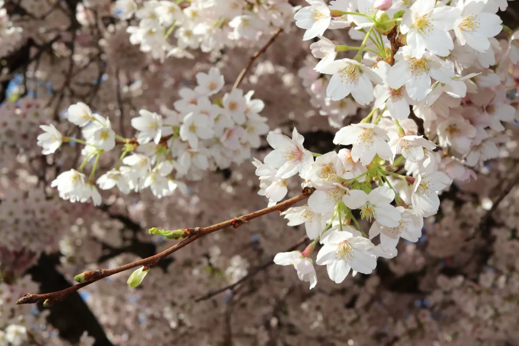 Cherry Blossom White Pink Petal Spring gray Branch