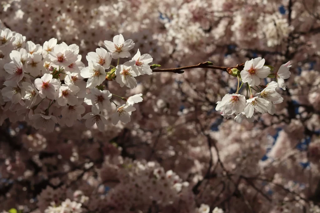 Cherry Blossom White Pink Petal Spring gray Branch
