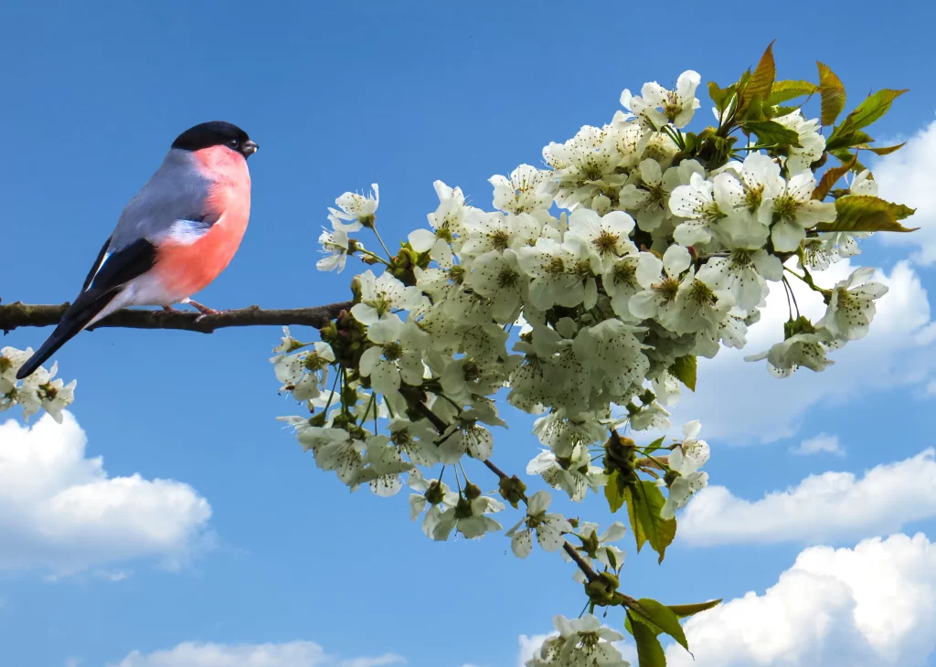Cherry Blossom White Pink Blue Sky Branch
