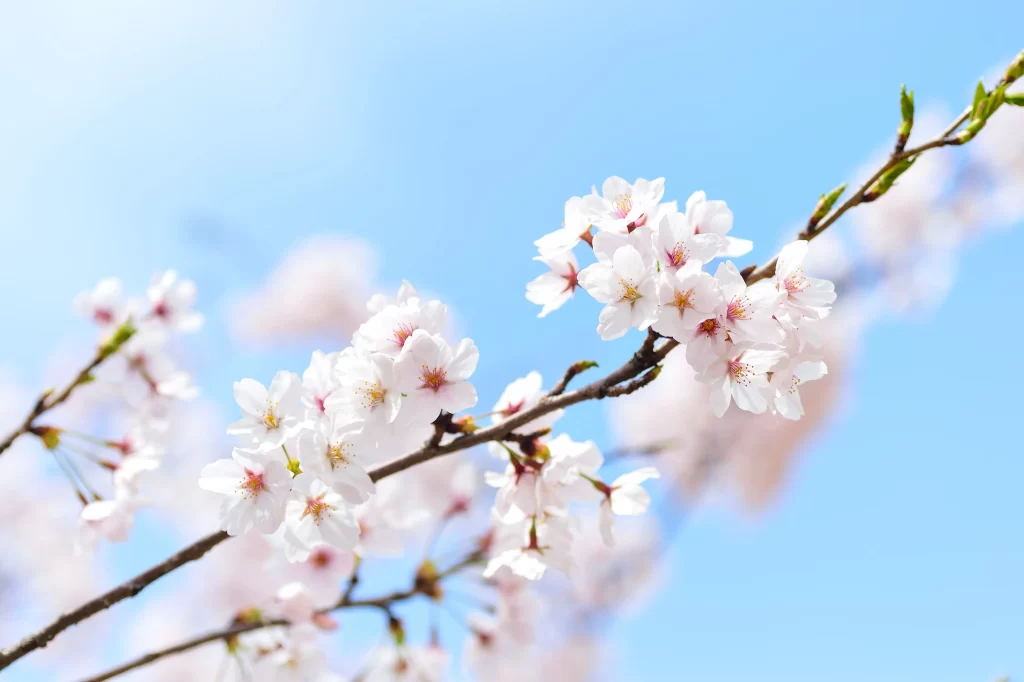 Cherry Blossom White Pink Petals Blue Sky gray Branch