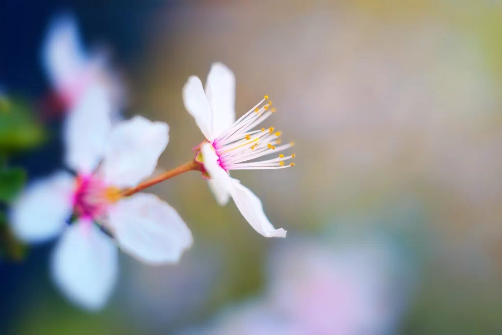 Cherry Blossom White Pink Petal Spring Nature
