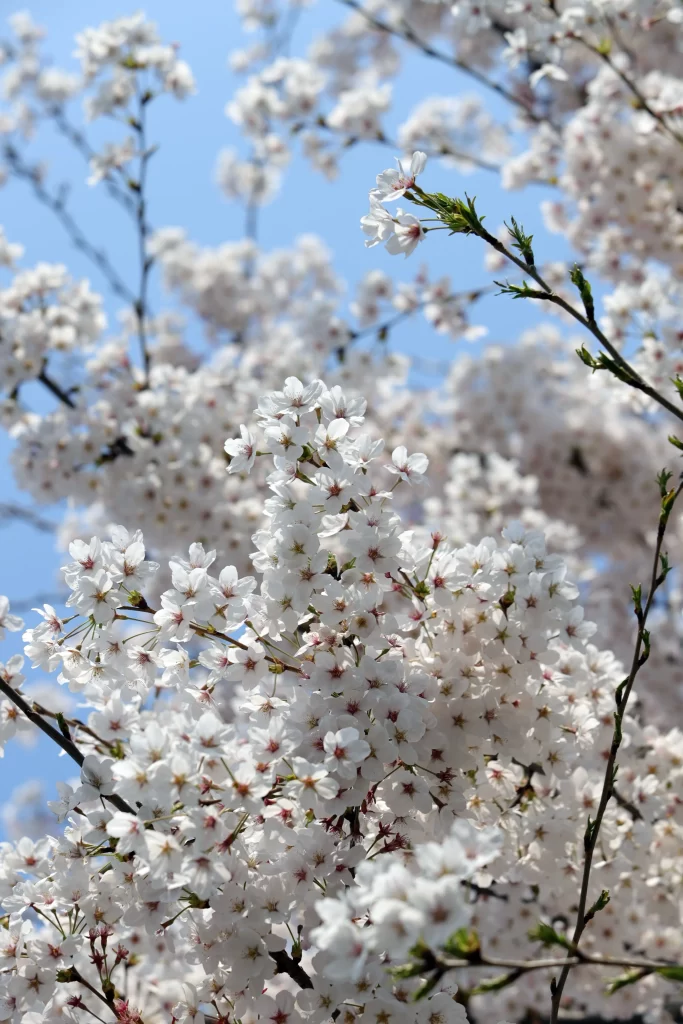 Cherry Blossom White Pink Petal Spring gray Branch