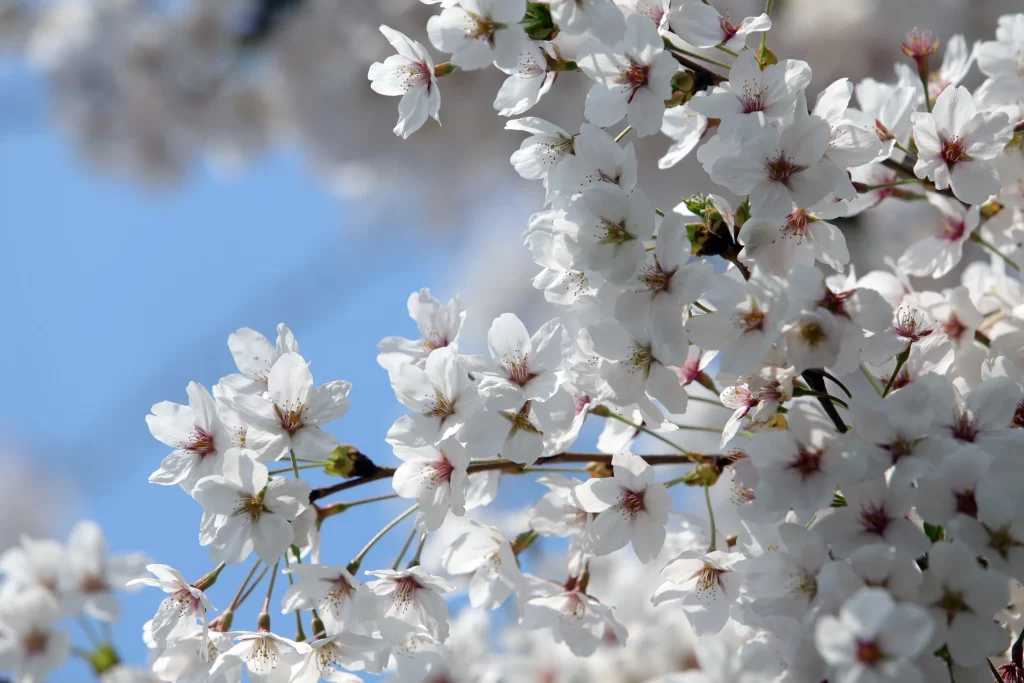 Cherry Blossom White Pink Petal Spring gray Branch