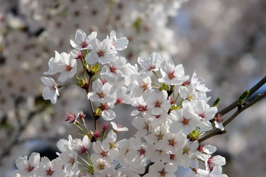 Cherry Blossom White Pink Petal Spring gray Branch