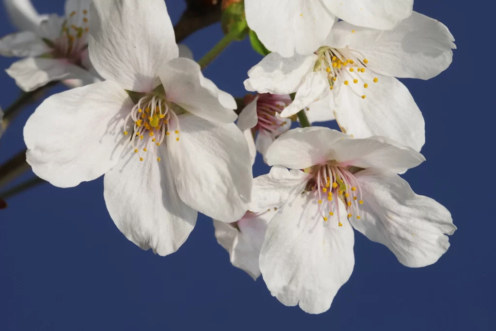 Cherry Blossom White Pink Petal Spring gray Branch