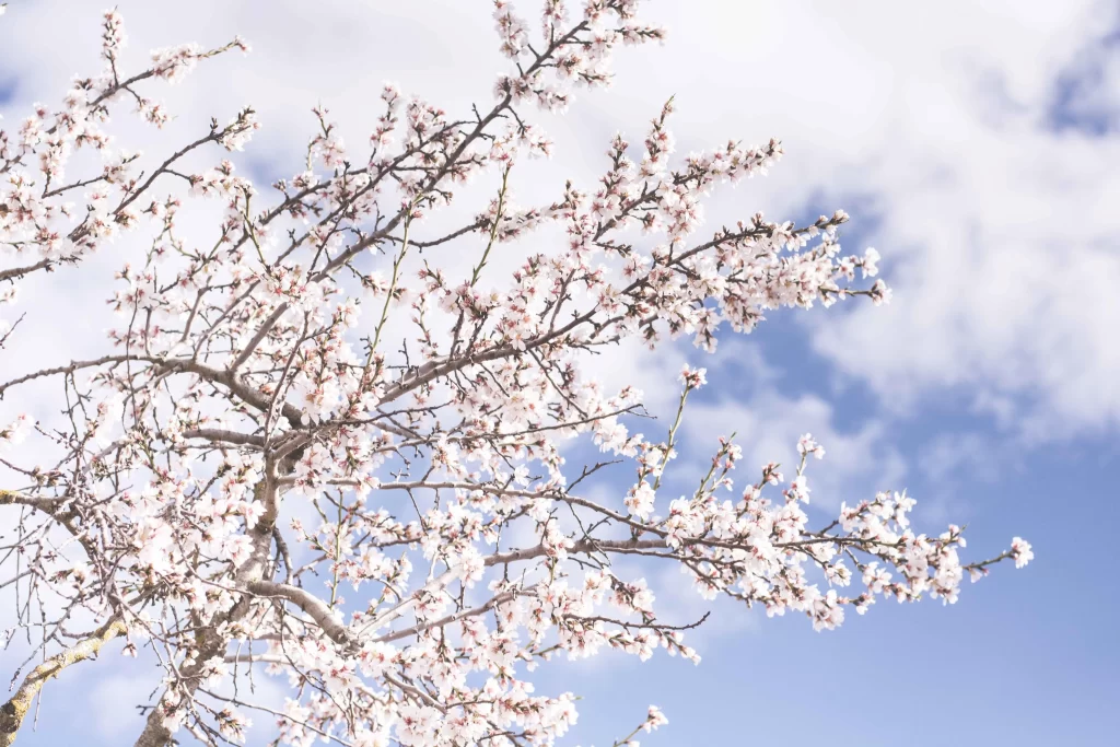 Cherry Blossom White Pink Petal Spring Branch