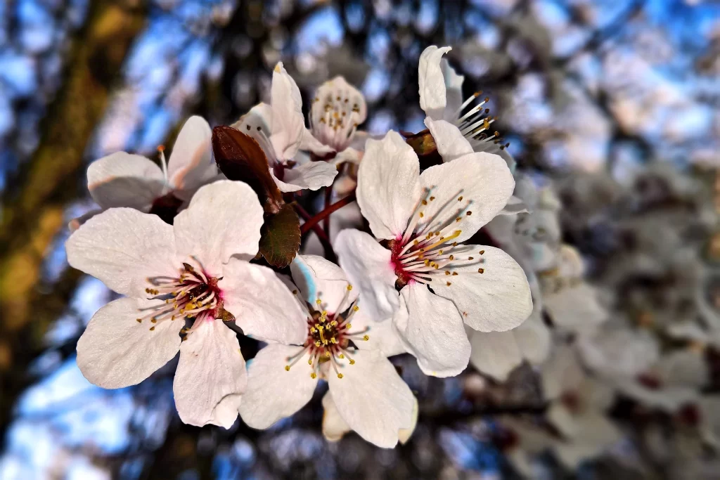 Cherry Blossom White Pink Petal Spring gray Branch