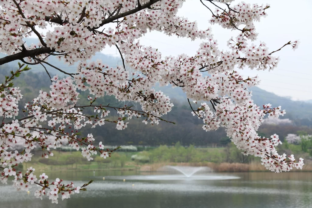 Cherry Blossom White Pink Petal Spring gray Branch