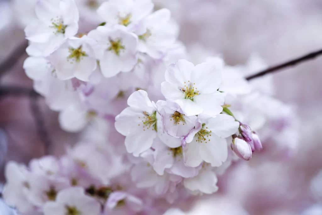 Cherry Blossom White Pink Petal Spring gray Branch