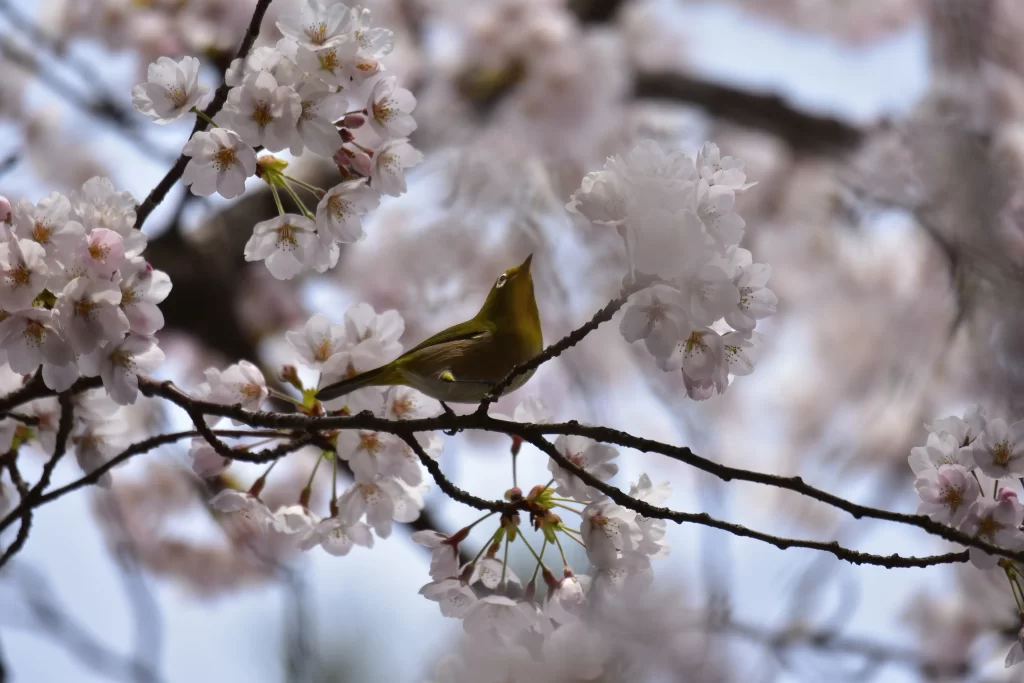 Cherry Blossom White Pink Petal Spring gray Branch