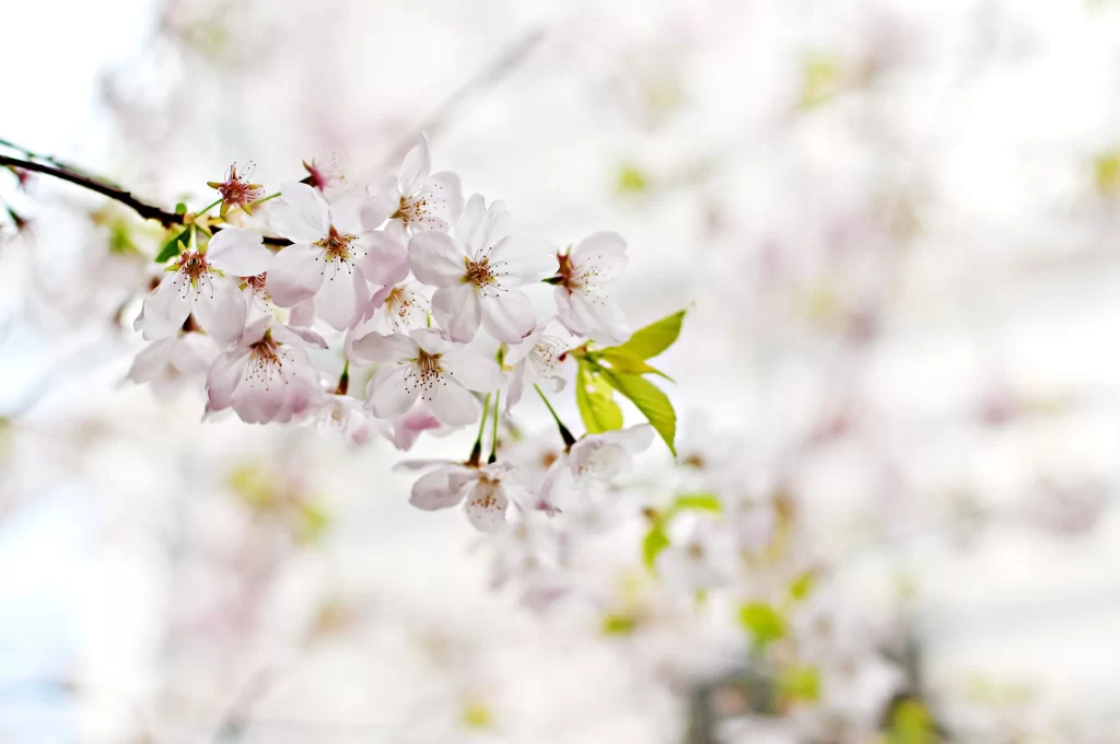 Cherry Blossom White Pink Petal Spring Branch