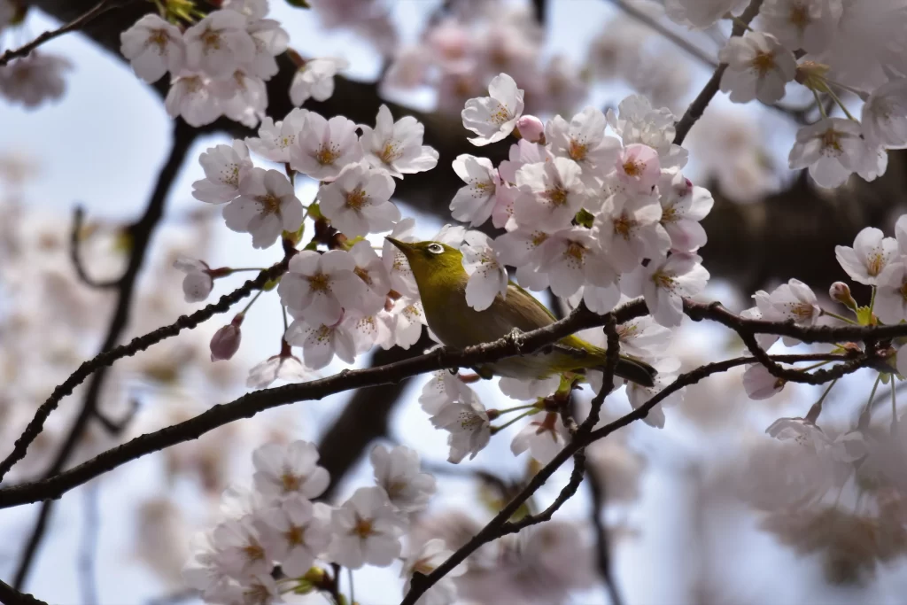 Cherry Blossom White Pink Petal Spring gray Branch