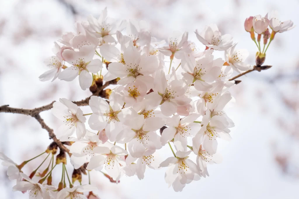 Cherry Blossom White Pink Petals Branch Spring