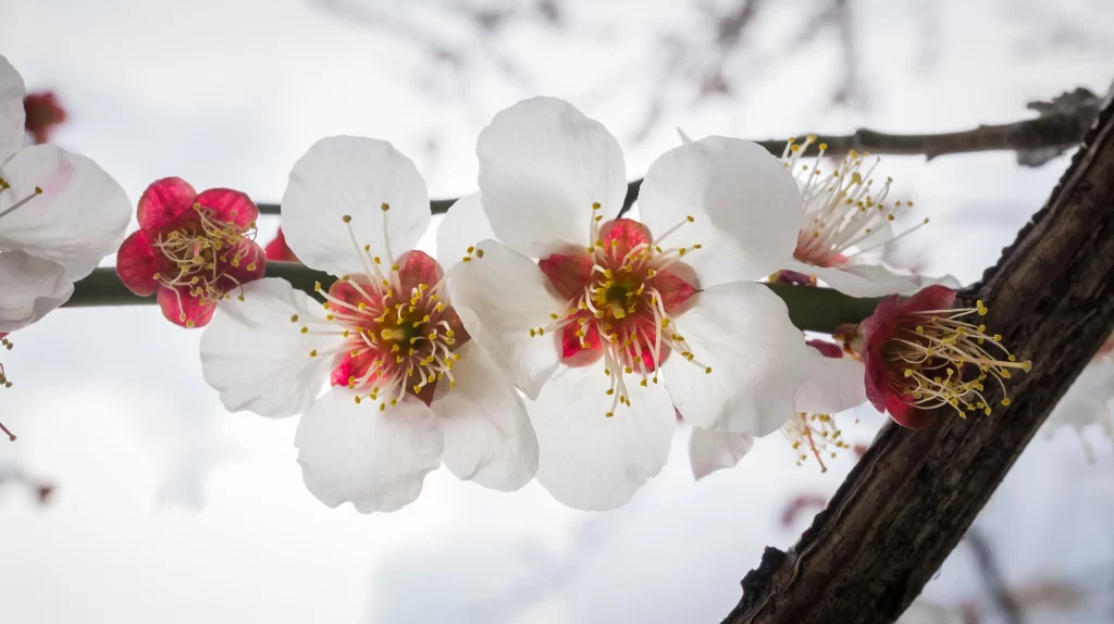 Cherry Blossom White Pink Petal Spring gray Branch