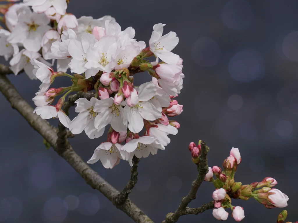 Cherry Blossom White Pink Petal Spring gray Branch
