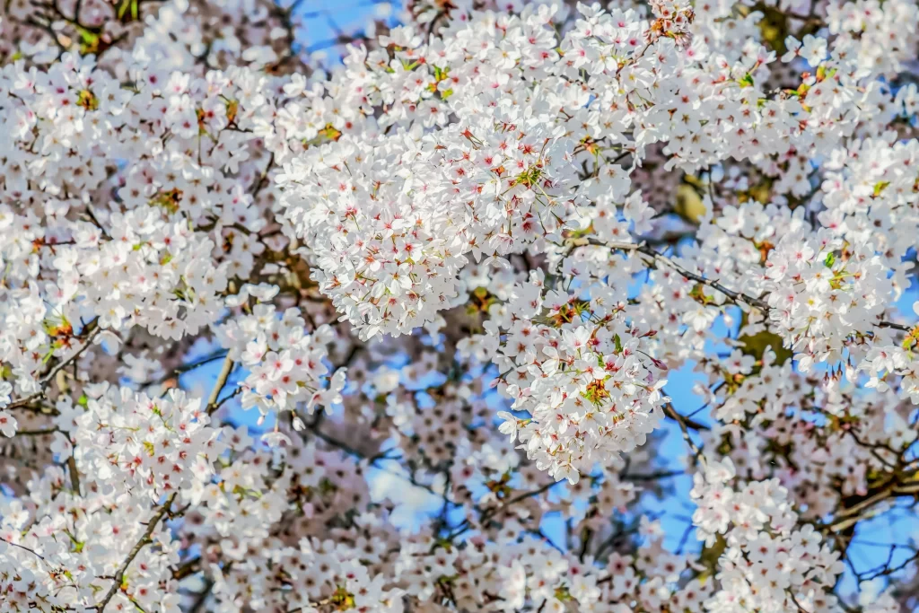Cherry Blossom White Pink Petal Spring gray Branch