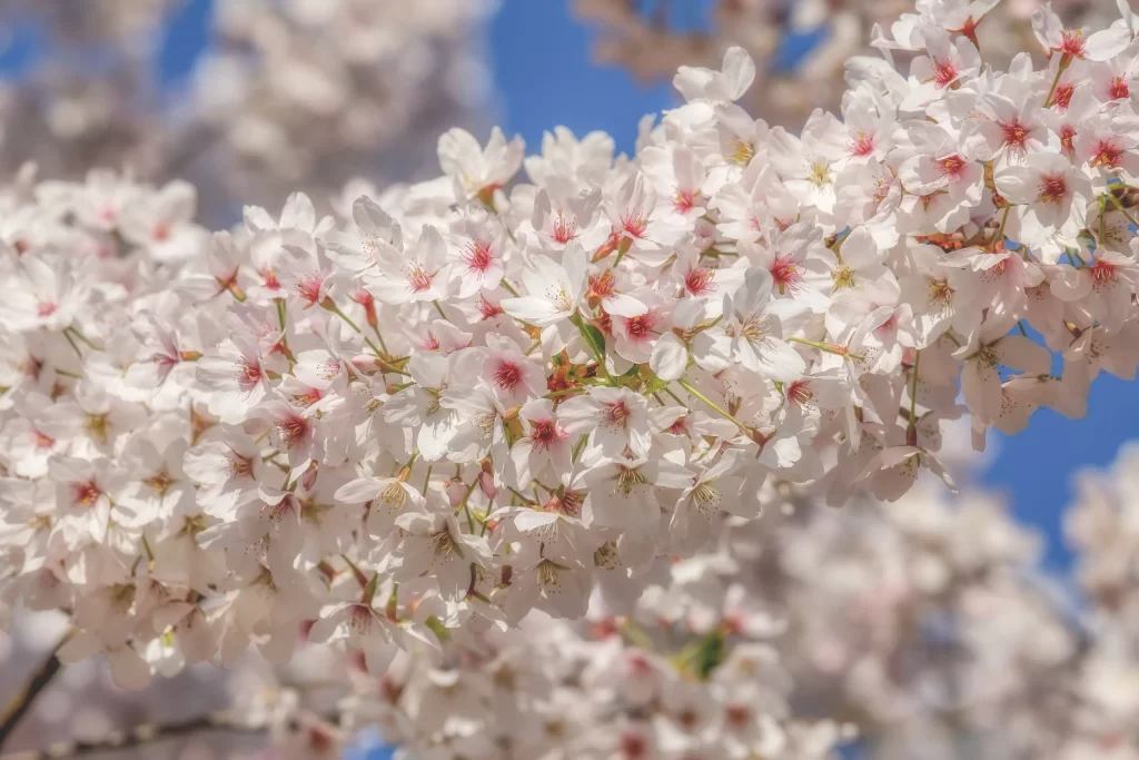 Cherry Blossom White Pink Petals Blue Sky