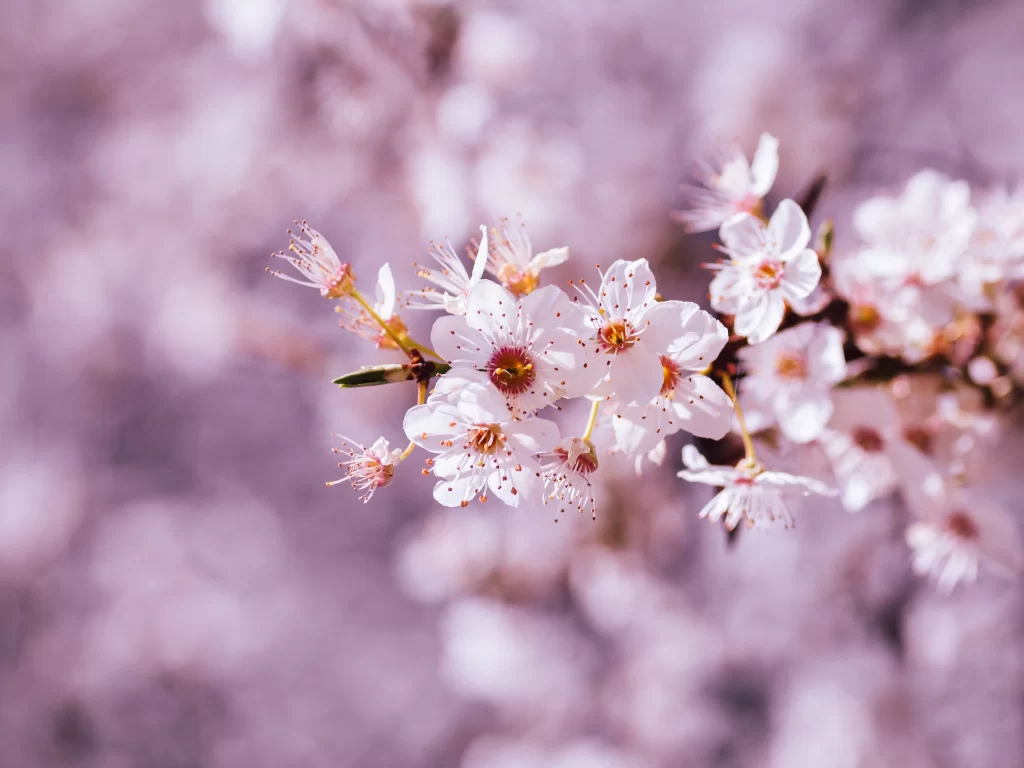 Cherry Blossom White Pink Petal Spring warm Branch