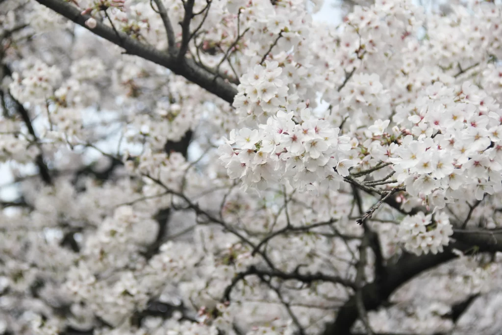 Cherry Blossom White Pink Petal Spring gray Branch