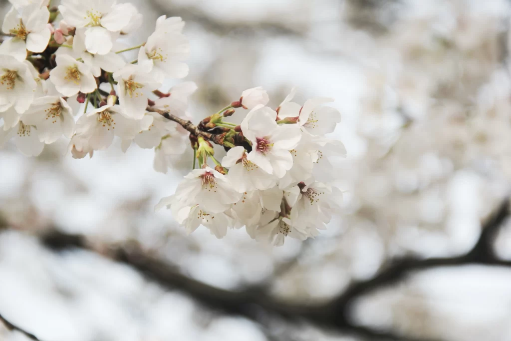 Cherry Blossom White Pink Petal Spring gray Branch