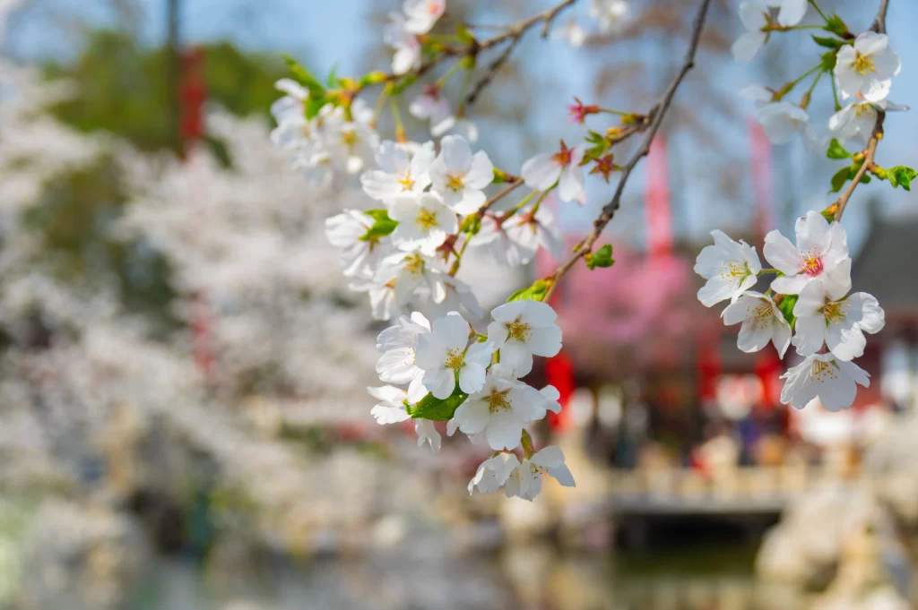 Cherry Blossom White Pink Petals Spring gray Branch