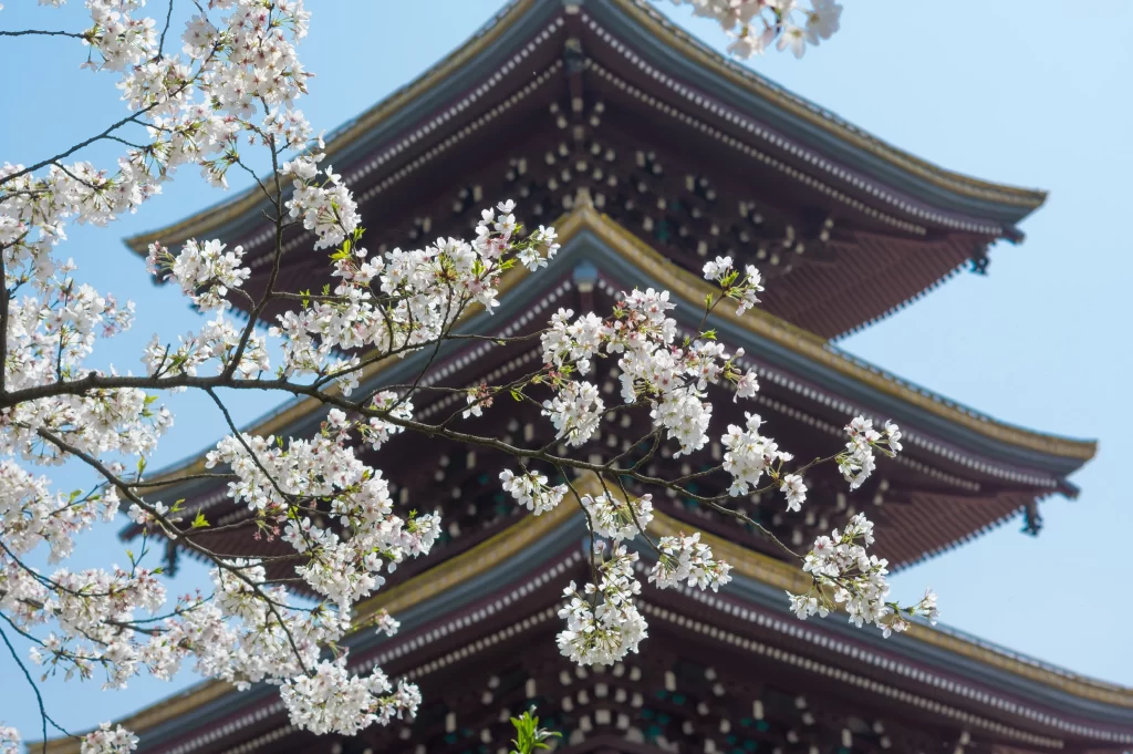 Cherry Blossom White Pink Petals Blue Sky Tower