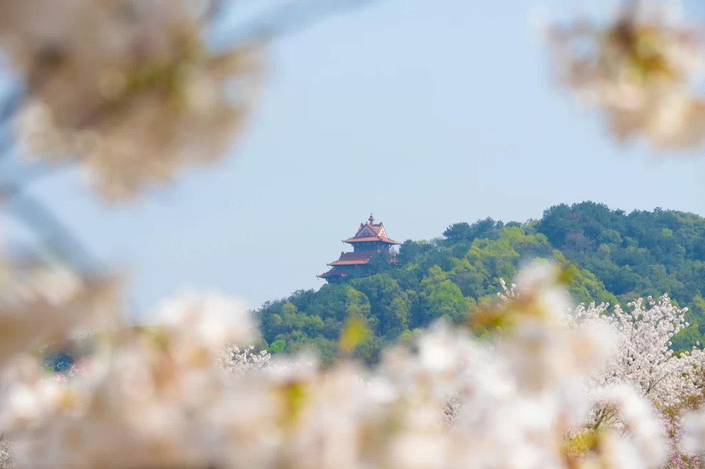 Cherry Blossom White Pink Flower Petal Spring Nature
