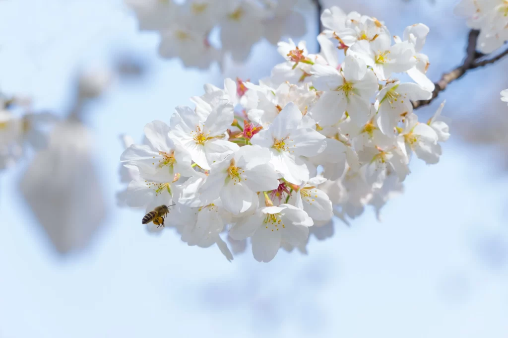 Cherry Blossom White Pink Yellow Petal Spring gray Branch