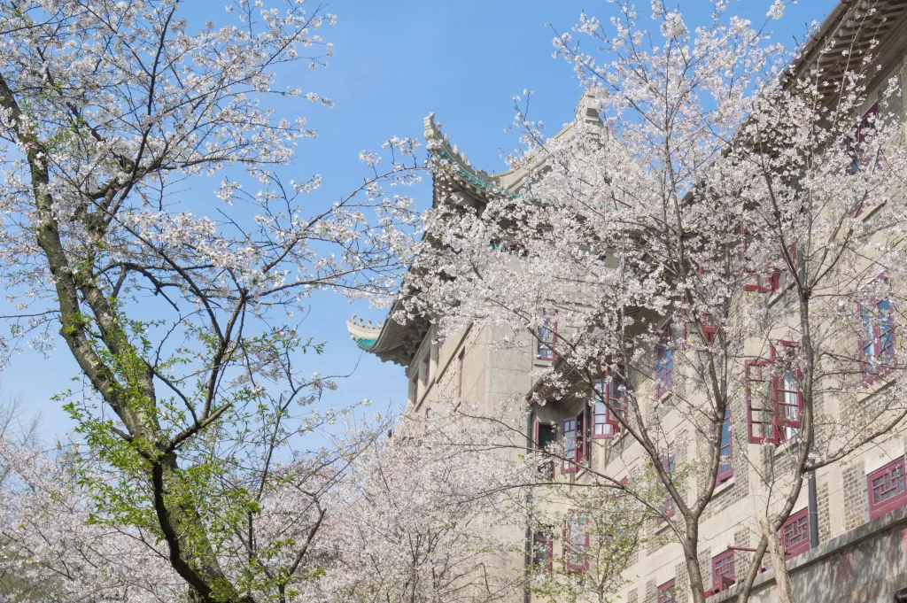 Cherry Blossom White Pink Tree Blue Sky
