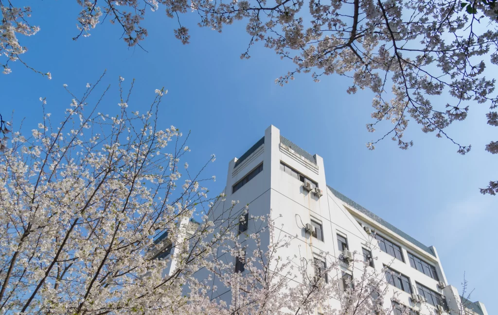 Cherry Blossom White Pink Flower Petal Blue Sky Building