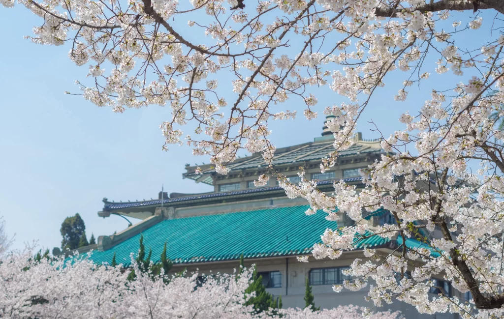 Cherry Blossom White Pink Petals Blue Sky Green Roof