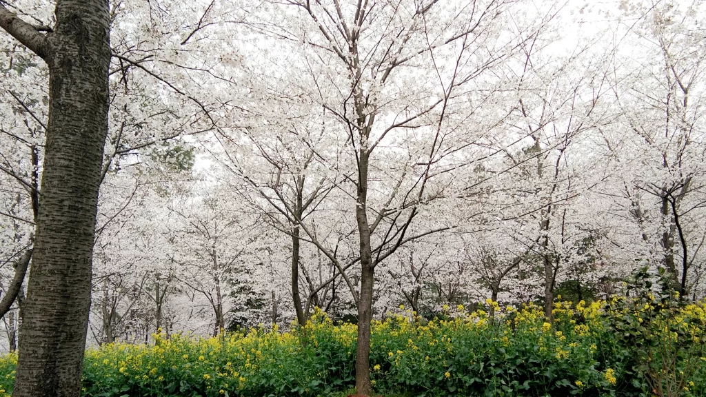 Cherry Blossom White Yellow Green Nature