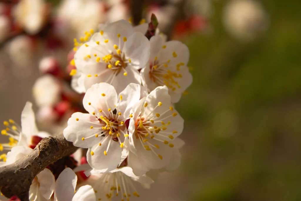Cherry Blossom White Yellow Petal Spring warm Branch