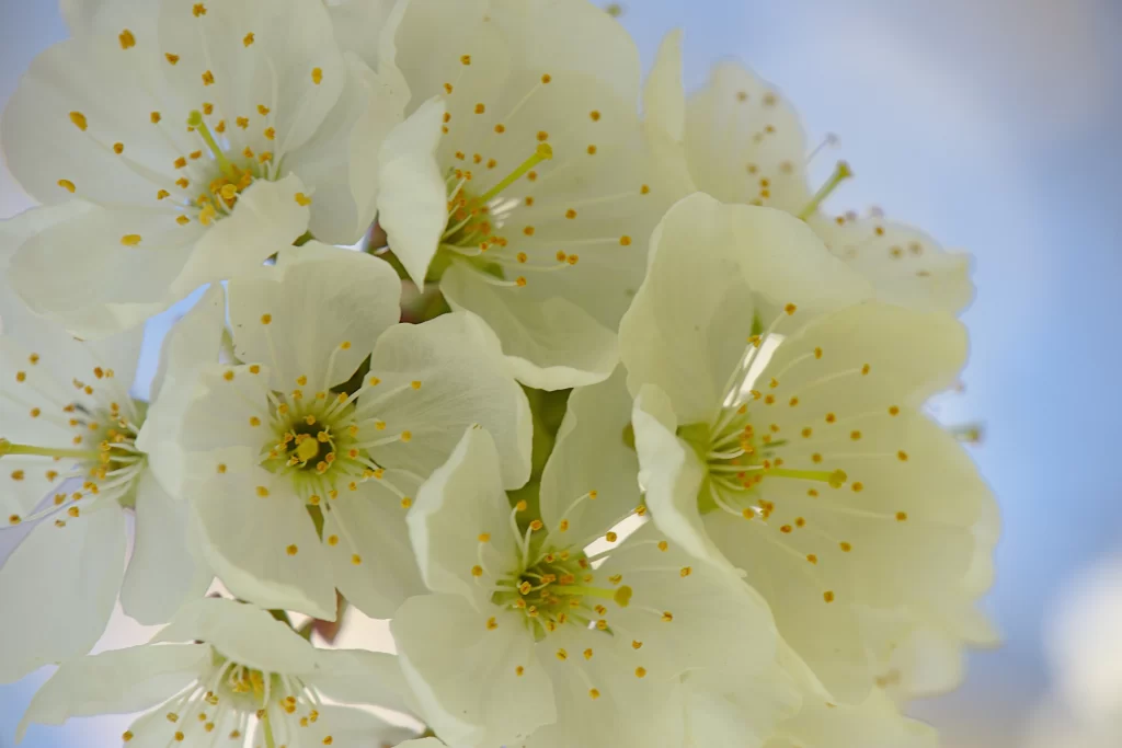 Cherry Blossom White Yellow Petal Bloom Spring