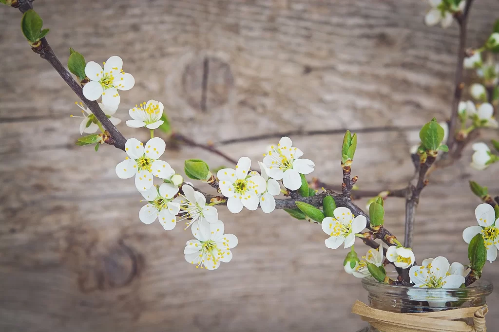 Cherry Blossom White Yellow Green Spring Branch