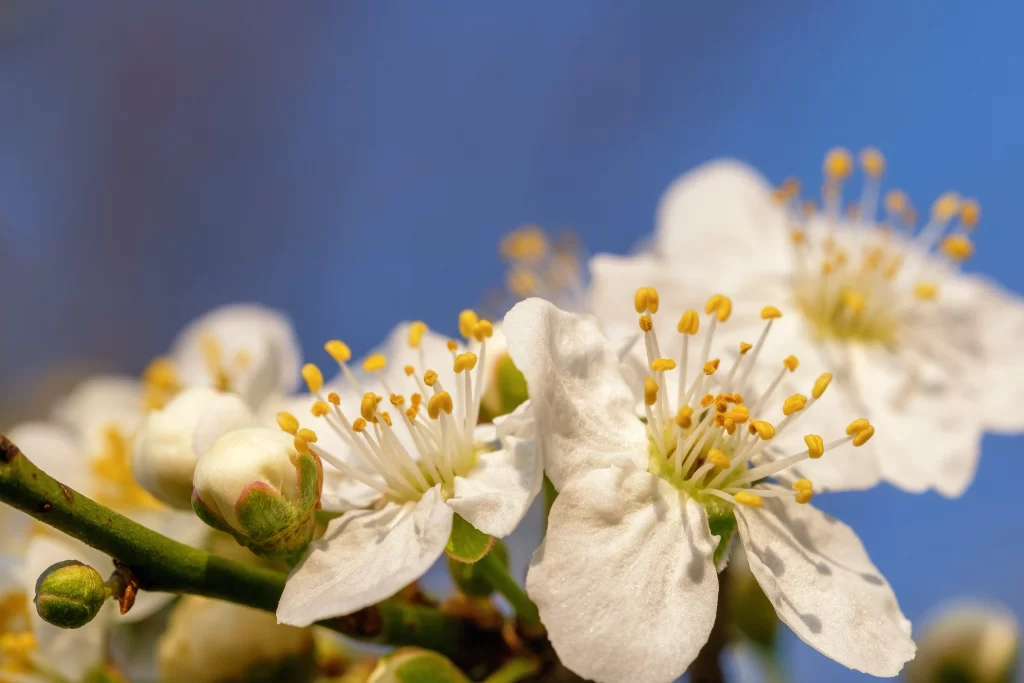 Cherry Blossom White Yellow Petal Bloom gray Branch