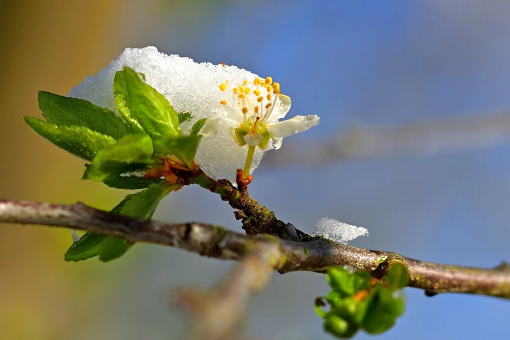 Cherry Blossom White Yellow Green Blue