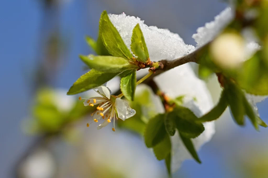 Cherry Blossom White Yellow Green Snow Branch