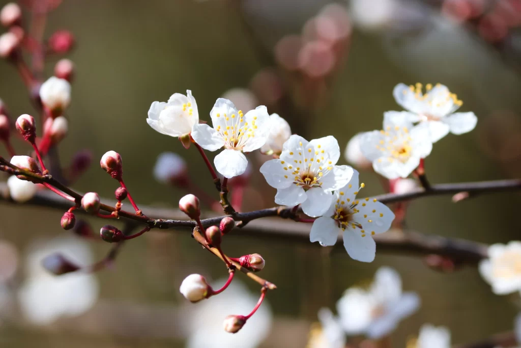 Cherry Blossom White Yellow Petal Spring gray Branch