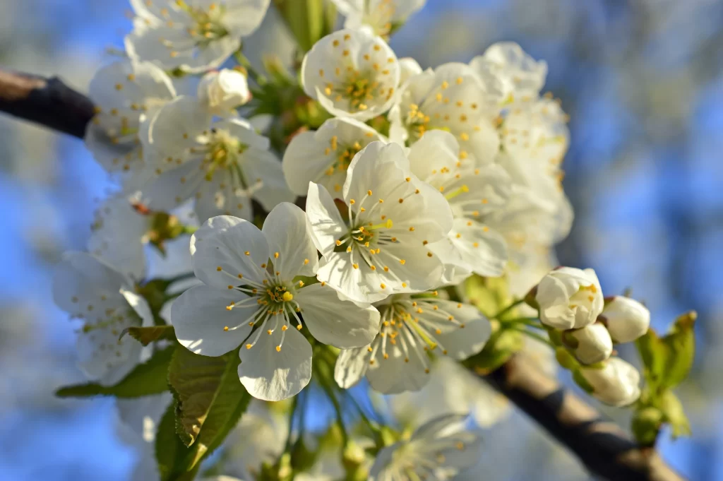 Cherry Blossom White Yellow Petal Spring gray Branch