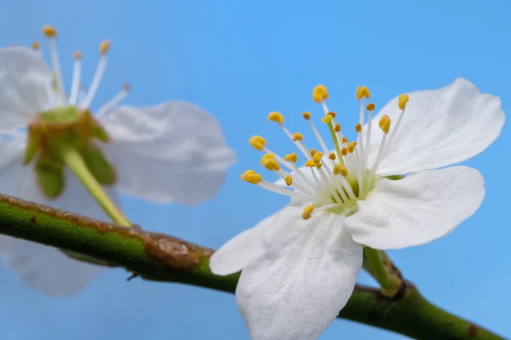 Cherry Blossom White Yellow Petal Bloom cool Branch