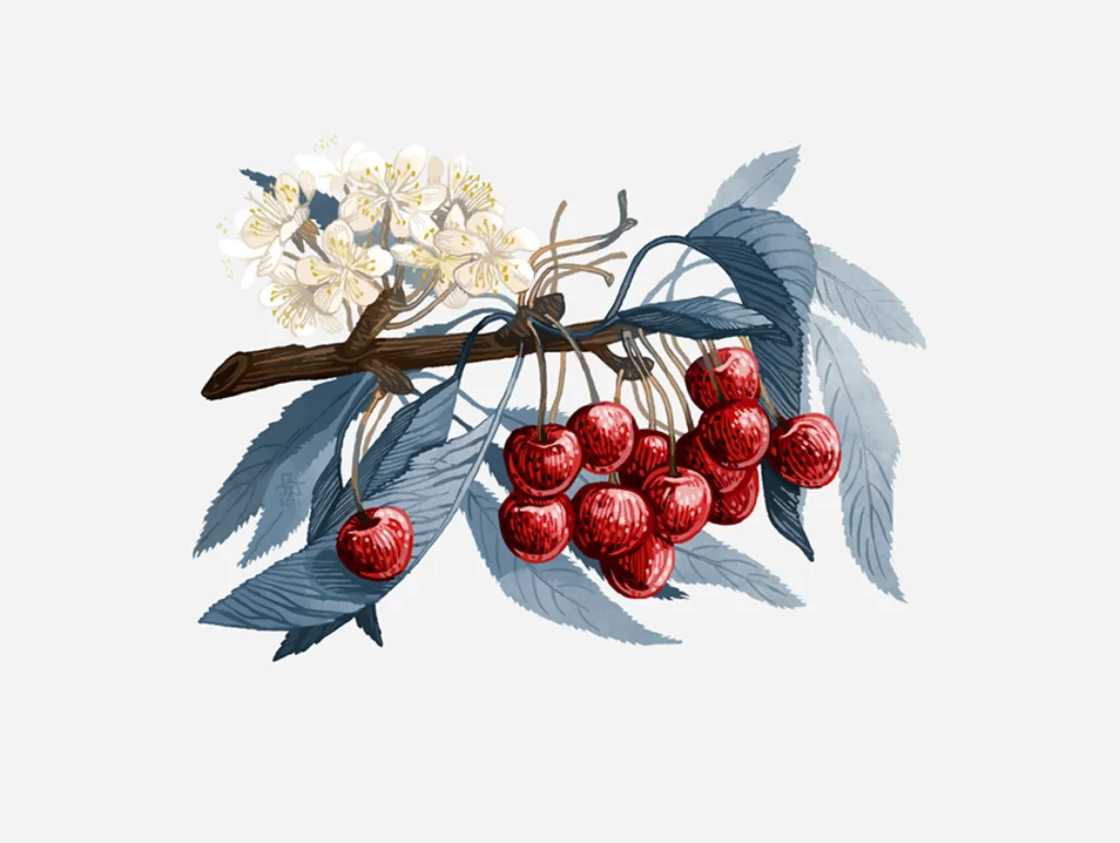 Cherry Branch Blossoms Fruit