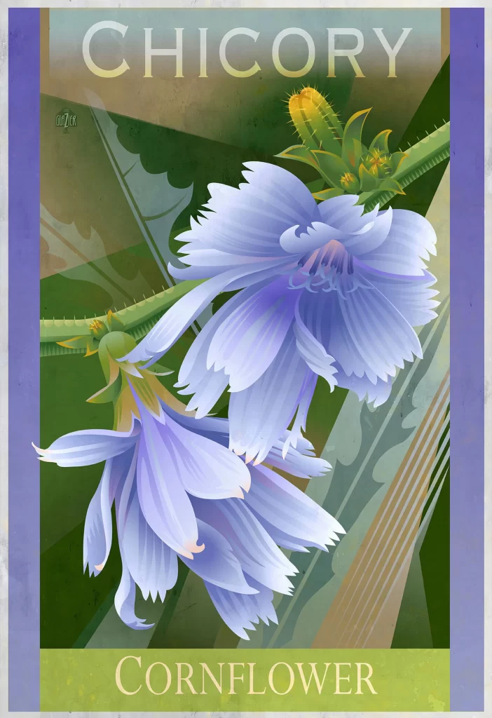Chicory Cornflower Blooms Nature