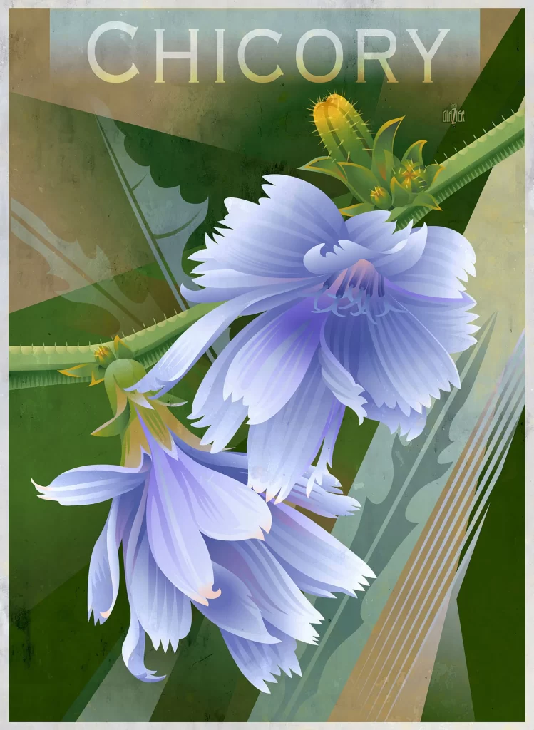 Chicory Flowers Nature Botany