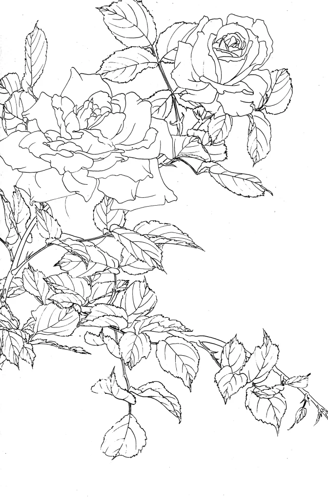 China Rose Chinese Line Drawing Botanical Art