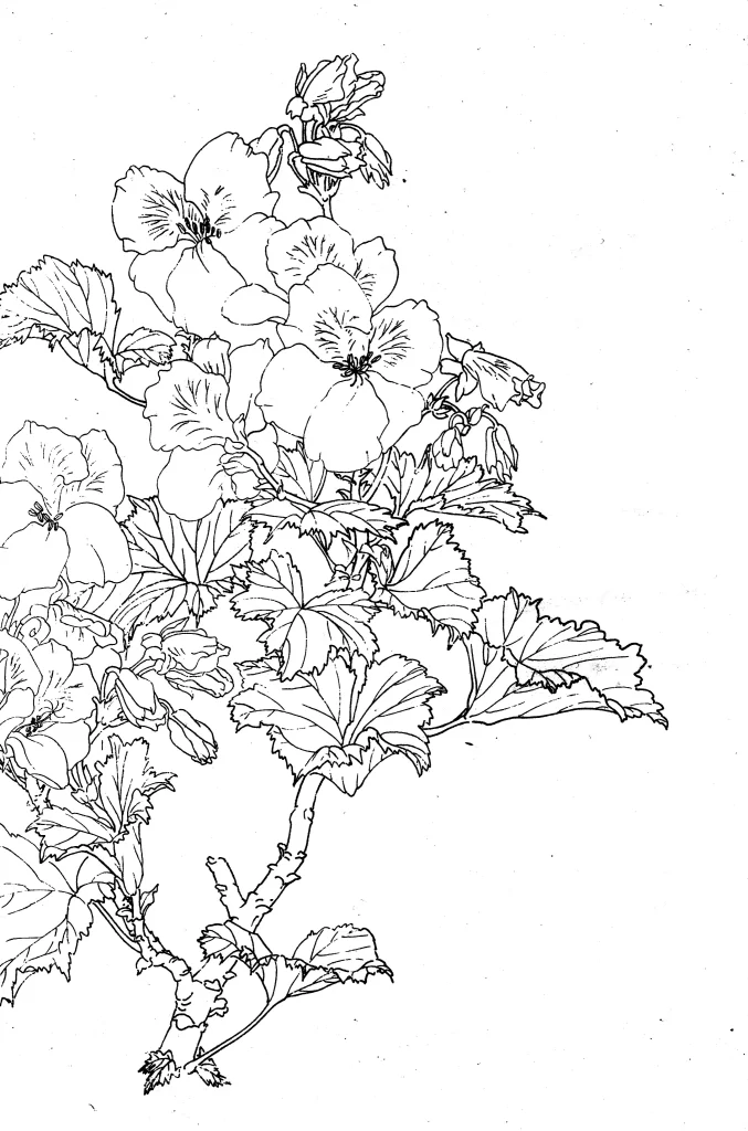 Chrysanthemum Orchid Chinese Line Drawing Botanical Art