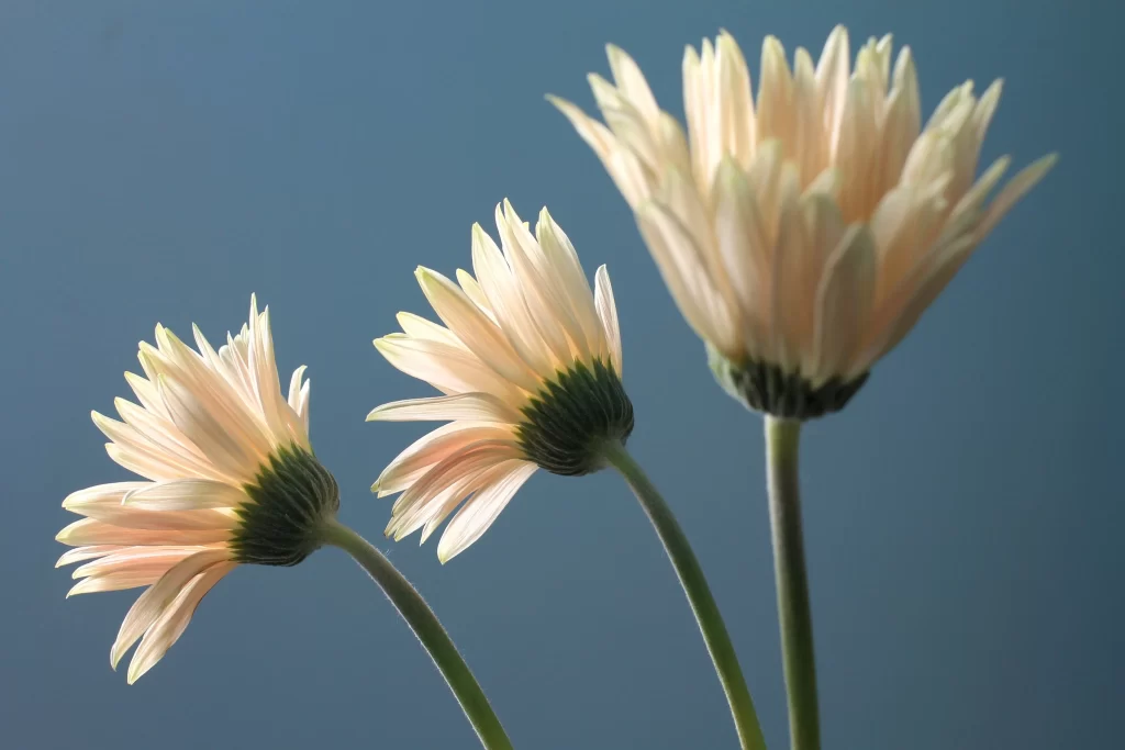 Chrysanthemum Pale Pink Petals Green Stems Blue Background